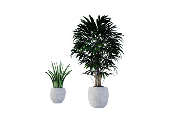 Potted house plants isolated on white background with clipping path. Potted house plants.3d render 