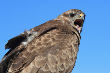 A portrait of a Common Buzzard calling out loud
