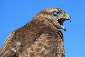 A portrait of a Common Buzzard calling out loud with its translucent eyelid protecting its eye
