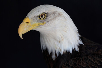 A portrait of an adult Bald Eagle against a blackbackground
