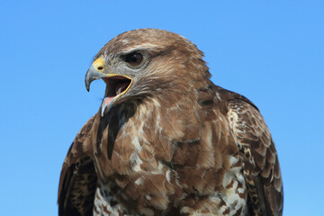 A portrait of a Common Buzzard against a blue sky calling out loud
