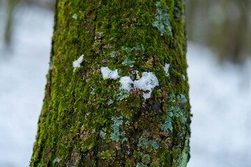 Tree covered with green moss. A small layer of snow on the ground.