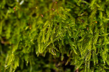 Green moss in the forest. Macro photography.