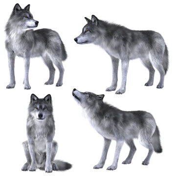 3 render group of wolves