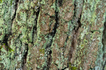 Green lichen on bark of old tree. Selective focus.