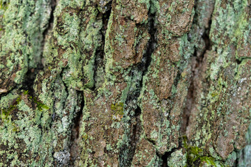 Green lichen on bark of old tree. Selective focus.