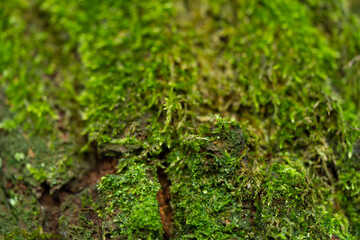 Green moss in the forest. Macro photography.