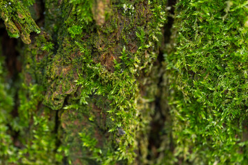 Green moss in the forest. Macro photography.