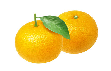 甘夏 みかん イラスト リアル