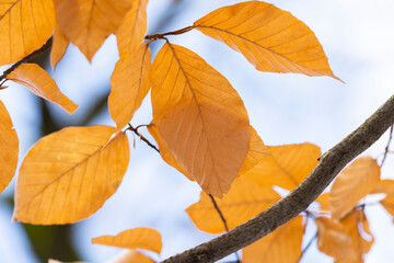 Close up of yellow leaves in autumn forest.