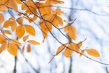 Close up of yellow leaves in autumn forest.