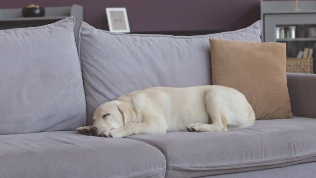 Lovely white labrador retriever sleeping on soft grey couch in modern living room