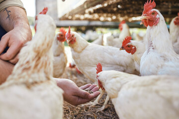 Hands, chicken and seeds at outdoor farm for growth, health and development with sustainable agriculture. Man, farmer and poultry expert for birds, eggs and meat for protein diet in countryside field © K Davis/peopleimages.com