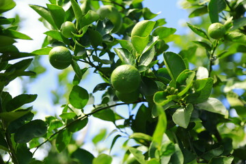 lemon fruit on a large tree
