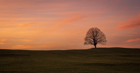 Sonnenuntergang in Bayern, wunderschöner einzelner Baum