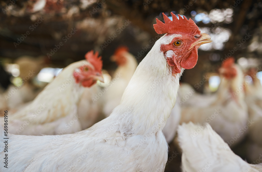 Wall mural chicken zoom, sustainability farm and birds on grass with no people in the countryside. agro product