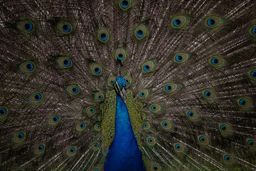 Obraz premium Retrato de Pavo real 