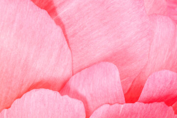 pink petals of peony flower