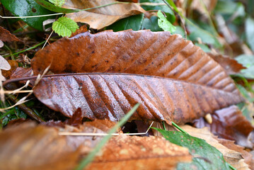 autumn leaves on the ground