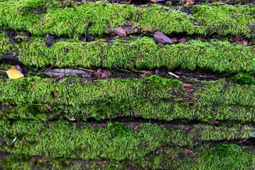 moss on a tree