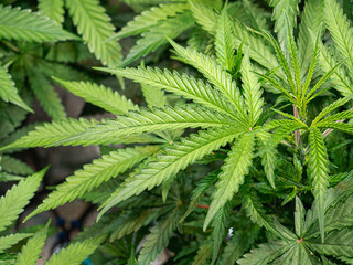 Indoor medical marijuana. Growing organic cannabis plants herb on the farm