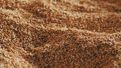 Abstract background grain harvested harvest