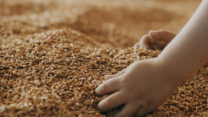 A child's hand picks a grain of wheat.