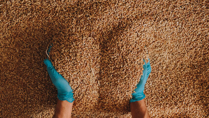 A gloved hand picks up grain for tactile inspection