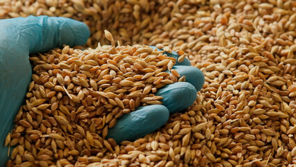 A gloved hand picks up grain for tactile inspection