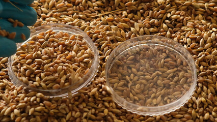 Collection of grain samples for further analysis