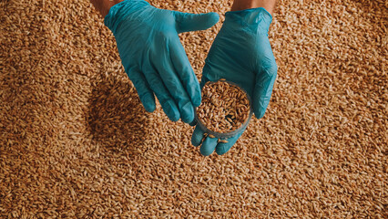Collection of grain samples for further analysis