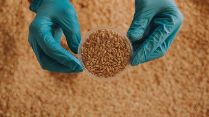 Collection of grain samples for further analysis