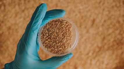 Collection of grain samples for further analysis