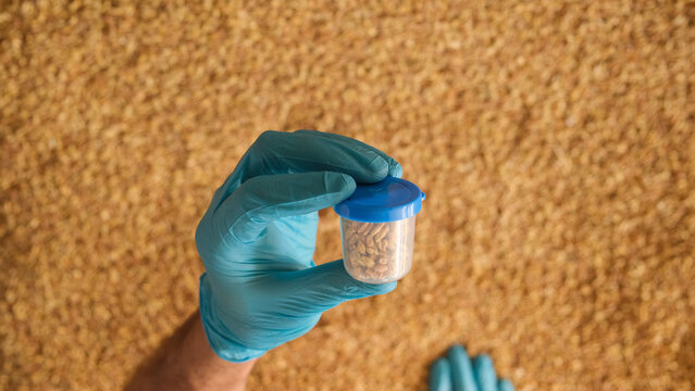 Collection of grain samples for further analysis