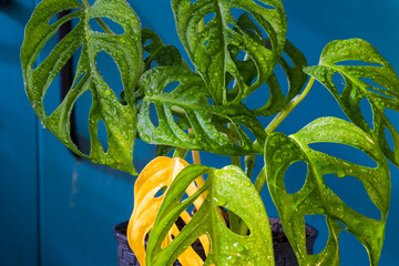 Monstera adansonii plant close-up, ever green houseplant