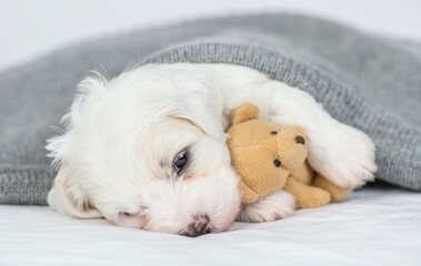 Cozy Bichon Frise puppy hugs toy bear and sleeps under warm plaid in cold autumn or winter weather