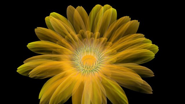 yellow gerbera flower blooming, opening to full on black background.