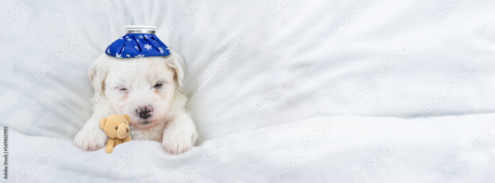 Poster Tiny Bichon Frise puppy with ice bag or ice pack on it head and thermometer under it paw sleeps with toy bear under  white blanket on a bed at home. Top down view. Empty space for text