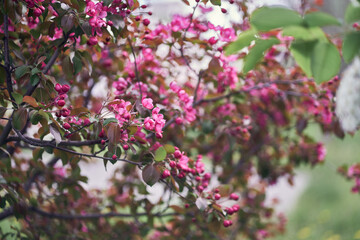 Nature. A blooming branch of a pink apple tree. Bright spring flowers. Trees in flowers. Close-up image of spring blooming, bright pink flowers. High quality photo