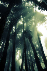 Fototapeta premium Sun rays in the pine 