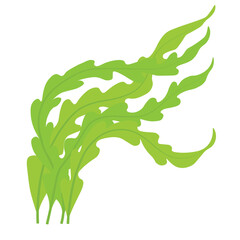 Seaweed. laminaria vector illustration. Cartoon seaweeds, kelp and corals. Aquatic plants with leaves. Natural marine and aquarium elements, water decor objects. © Мария Василенко