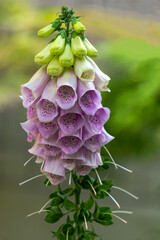 Foxglove purpurea, digitalis vulgaris, or Lady's glove.