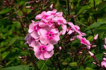 Fototapeta premium Inflorescences of pink phlox close-up on a sunny summer day.