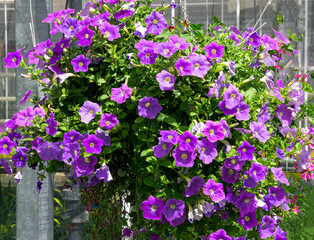 Fototapeta na wymiar Flower pot with purple petunia flowers in the garden.