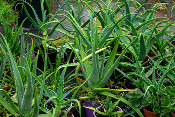 Obraz premium Green leaves of homemade aloe vera in a pot in a greenhouse.