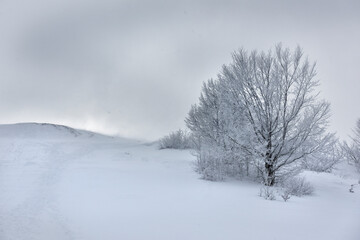 Snow-white trees in white hoarfrost. Winter landscape during a snow storm.