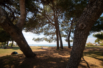 Sea and pine forest in Croatia. The coast of the Adriatic Sea on a clear and sunny day