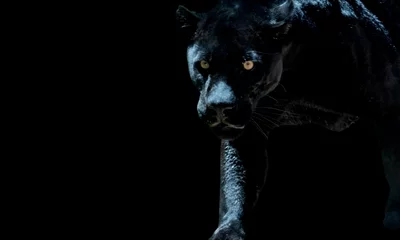 Fotobehang Black panther walking out of Dark black background. Predatory look. Predatory animal with scary eyes © fatima