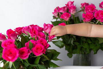 pink rose in children's hands on a white background. The concept of the heart, protecting the blood of women and children. Tenderness hiding from threats. Mother's Day, February 14th. Symbolic trust l
