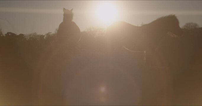 A view of running horse during the sunset